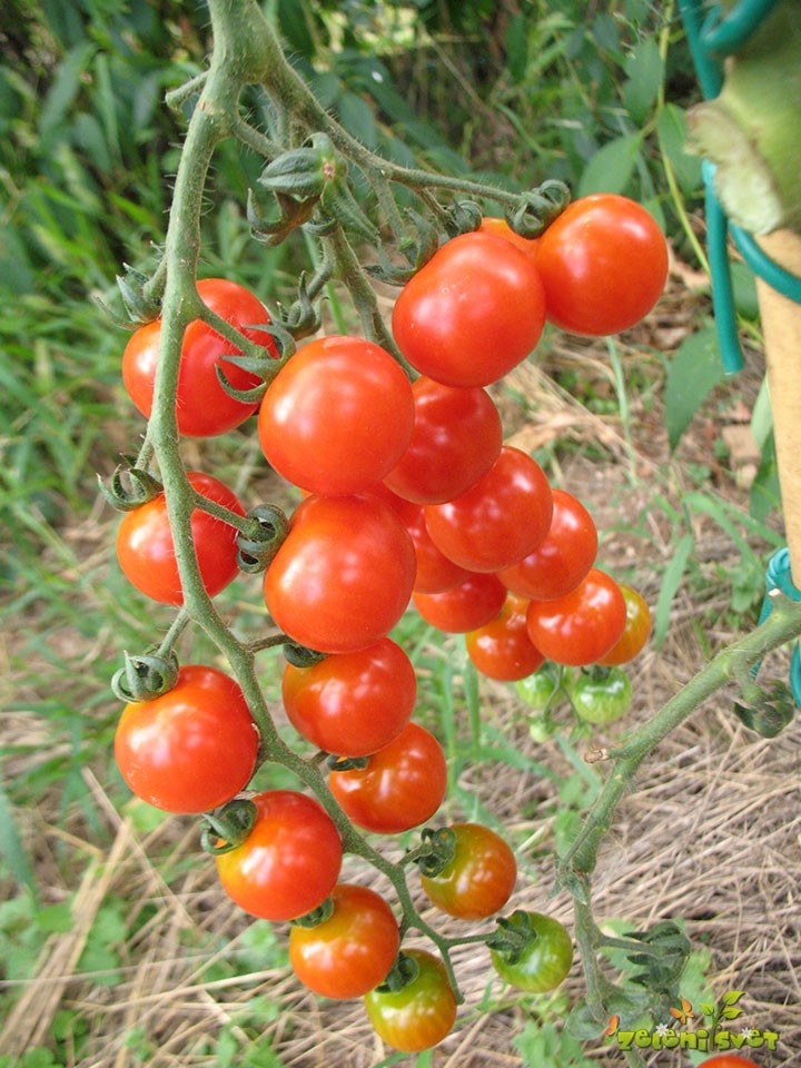 Češnjev paradižnik hibrid Paki