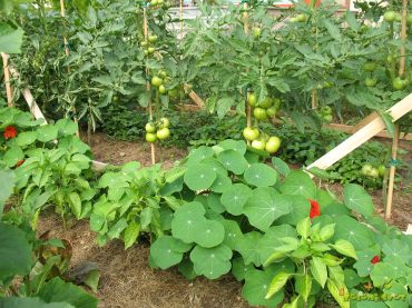 Ekološka rešitev za obilen pridelek ter krepke in zdrave rastline