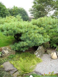 Zeleni bor, lat Pinus strobus´Nana´