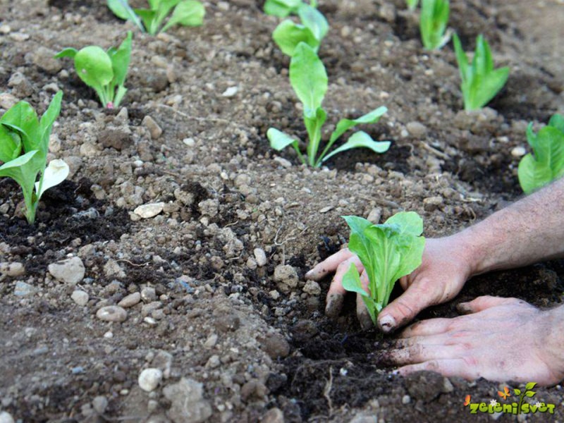 Radič in gojenje radiča - Zeleni svet