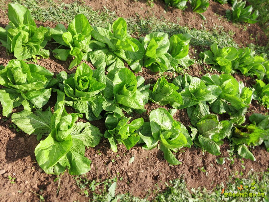 Radič in gojenje radiča - Zeleni svet