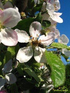 Čebela oprašuje jablano