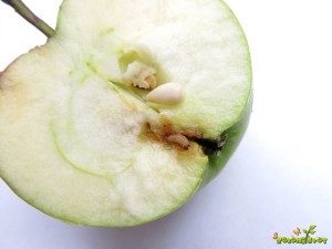 Gosenica jabolčnega zavijača
