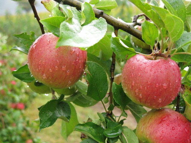 jabolko in jablana