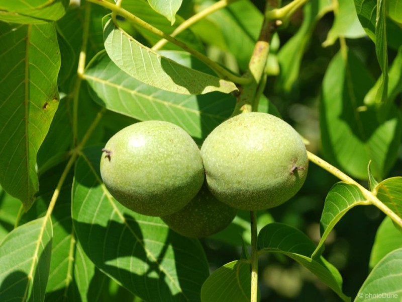 Oreh, vzgoja in gojenje v domačem vrtu