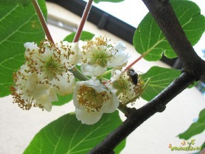 aktinidija-kivi-moski-cvet