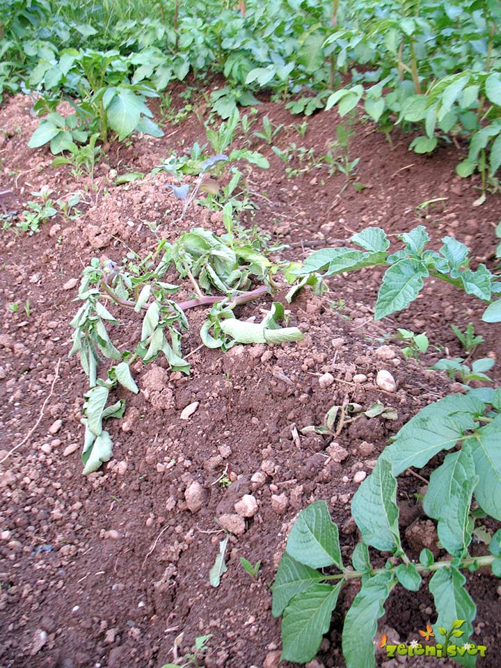 Krompirjeva cima nakazuje na živahno dejavnost pod zemljo