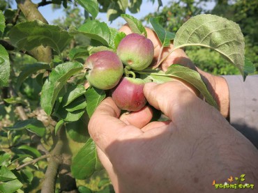 Redčenje plodov na sadnem drevju