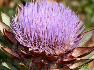 Dekorativni cvet artičoke