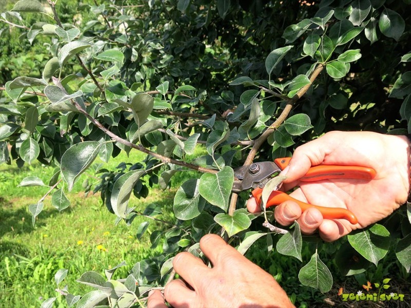 Poletna rez v sadovnjaku, redčenje plodov in oskrba dreves