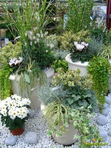 Cvetoče in strukturne rastline v harmonični zasaditvi.