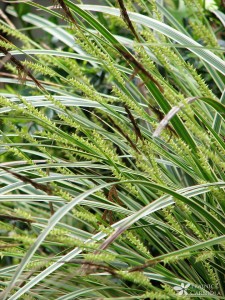 Carex morrowi 'Variegata'; Morrowov šaš