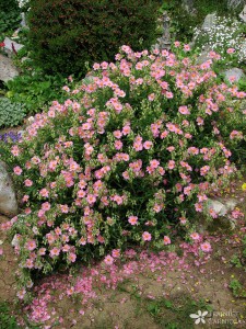 Helianthemum roza