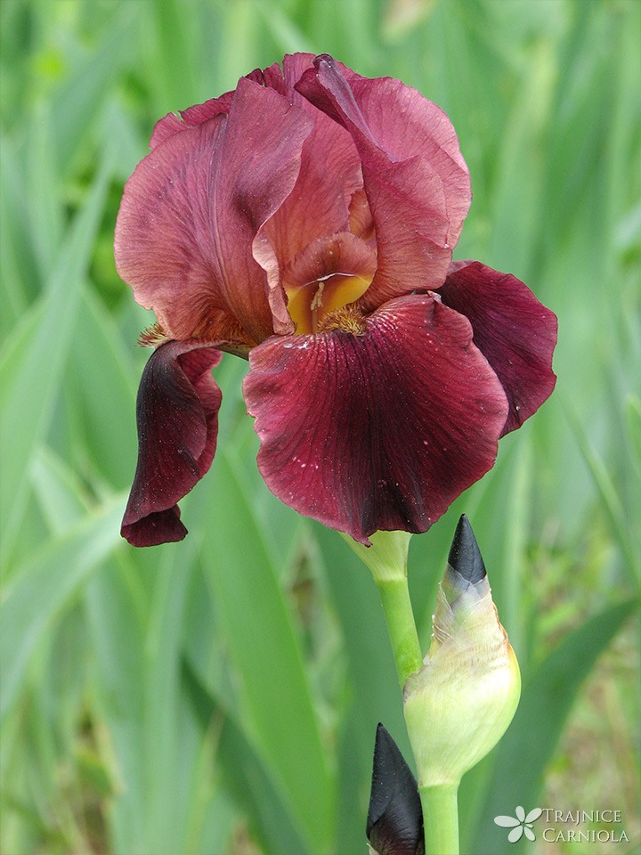 Iris hy.; bradate perunike