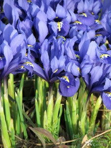 Iris-reticulata