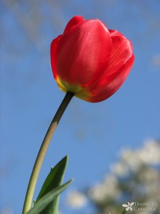 Tulipa hy. – Darwinovi tulipani