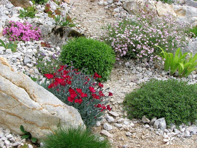 Alpske rastline za začetnike