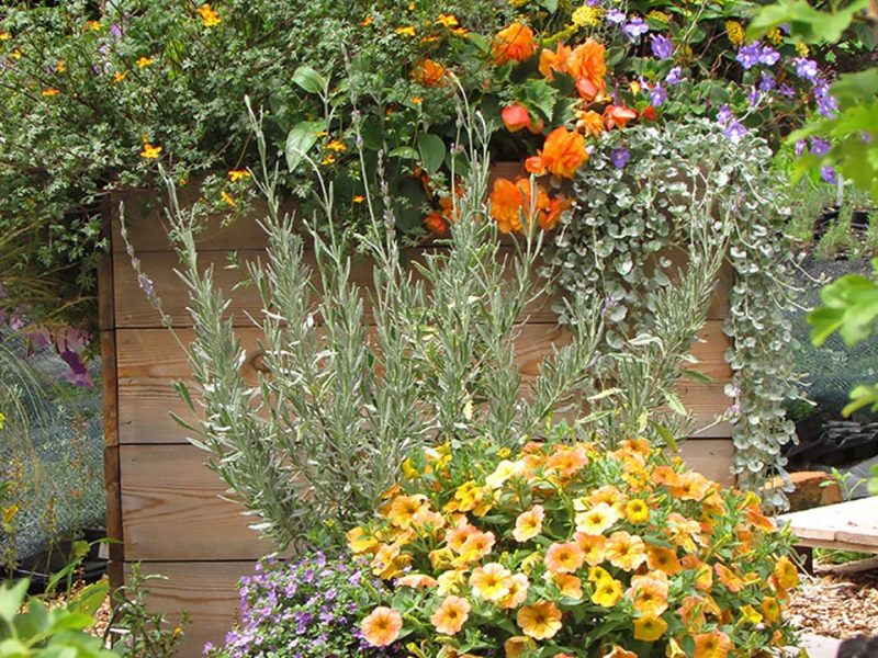 Barvne kombinacije v balkonskem cvetju