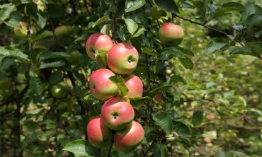 Posadimo stare sorte jabolk in hrušk za vrtove, sadovnjake in travniške nasade