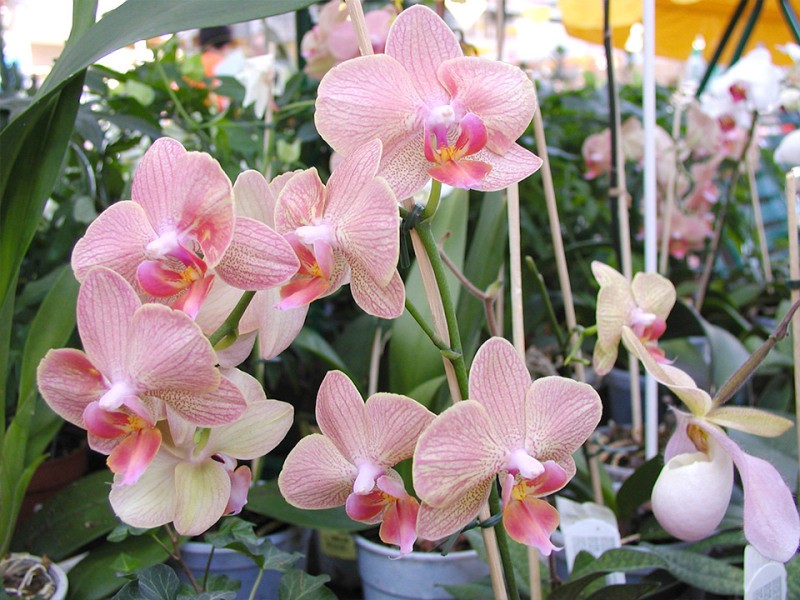 Oskrba in varstvo sobnih rastlin