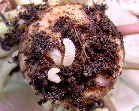 Okrasne rastline; Biotično varstvo brazdastega trsnega rilčkarja