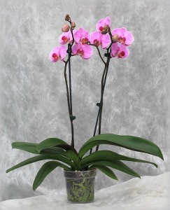 orhideje falenopsis so idealne lončnice