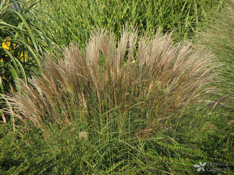 Okrasne trave v jesenskih zasaditvah