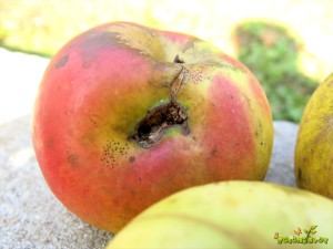 jabolko poškodovan plod