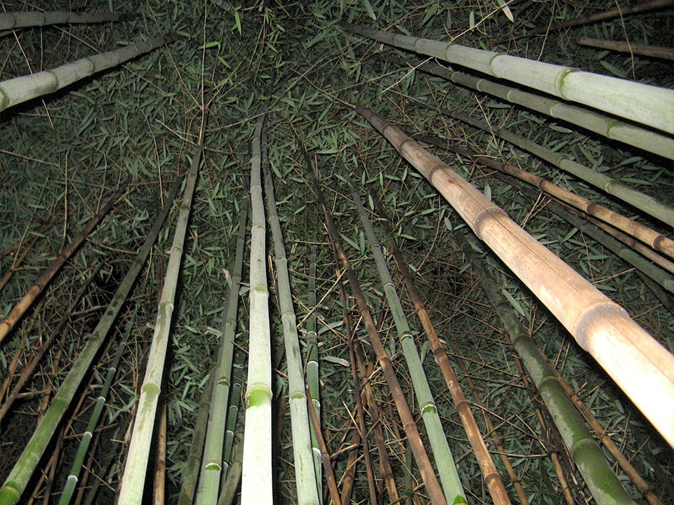 orjaski-bambus-1