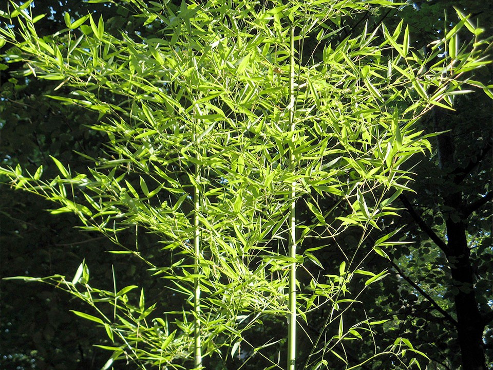 orjaski-bambus
