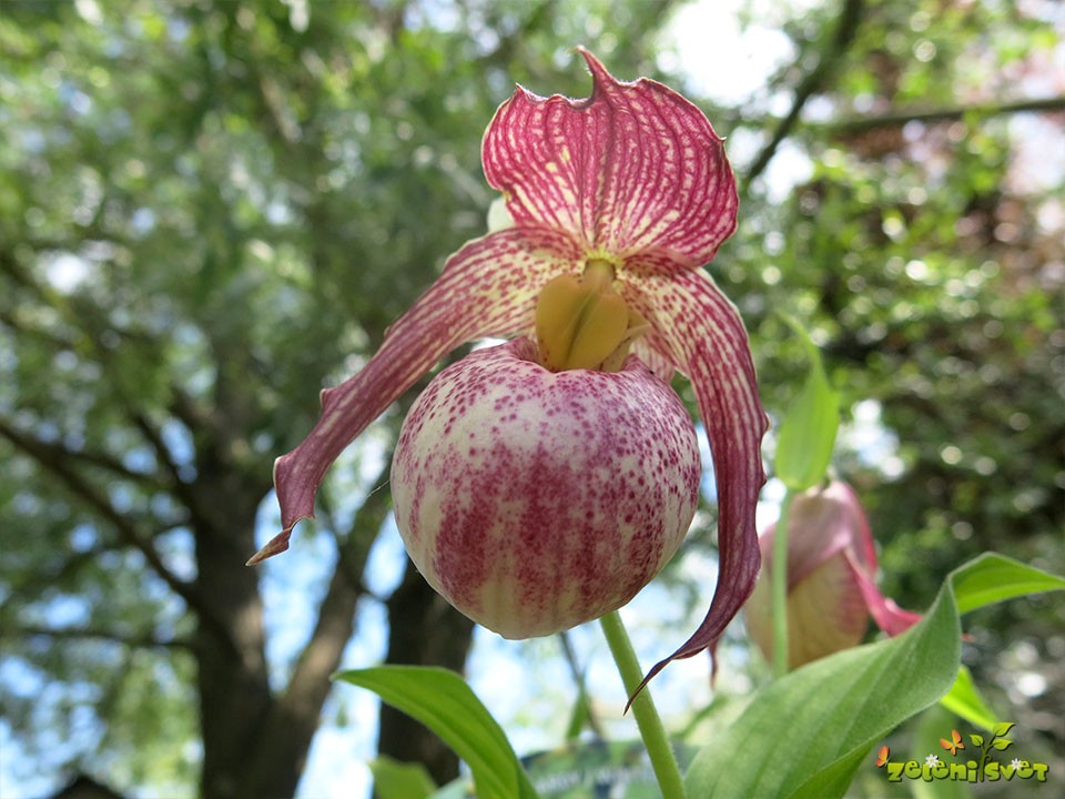 prezimna orhideja