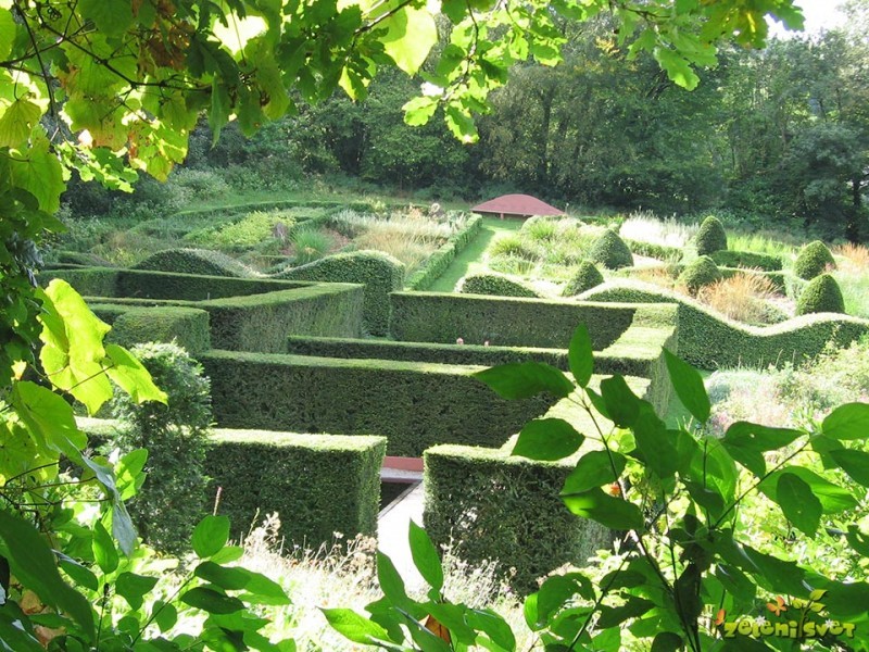 Vse o sajenju in rezi žive meje