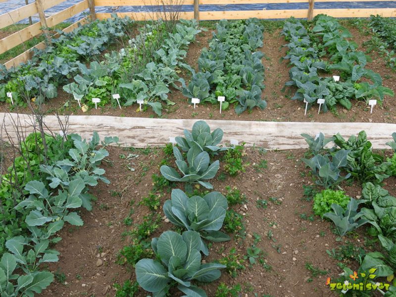 Kaj delamo marca v vrtu?