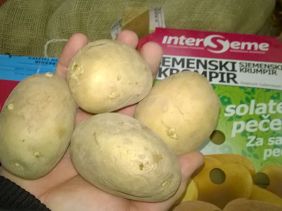 krompir-v-rokah