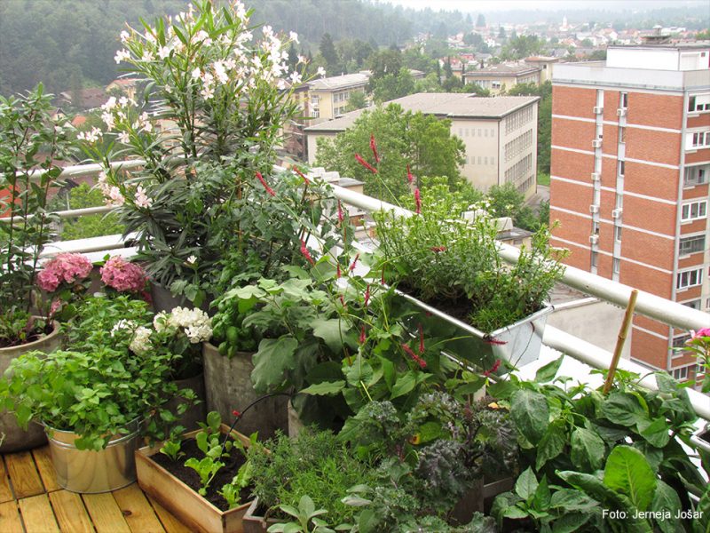 Junijski zelenjavni vrt na balkonu