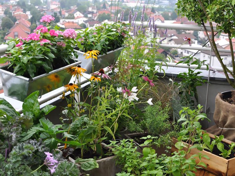 Julijska opravila na balkonu, za dobro rast in zdrave rastline