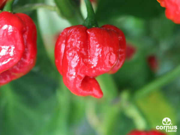 Odlični domači čili iz sadik - Zeleni svet