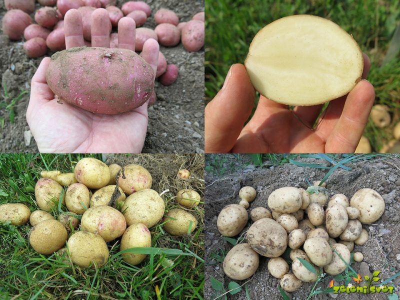Zmagovalne sorte krompirja za vrtičkarje