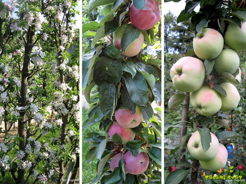Stebričaste  jablane, hruške in višnje za sadne žive meje, visoke grede ter posode