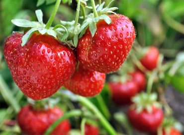5 vrhunskih sort – jagode za Slovenijo in odlične sadike za vsak vrt