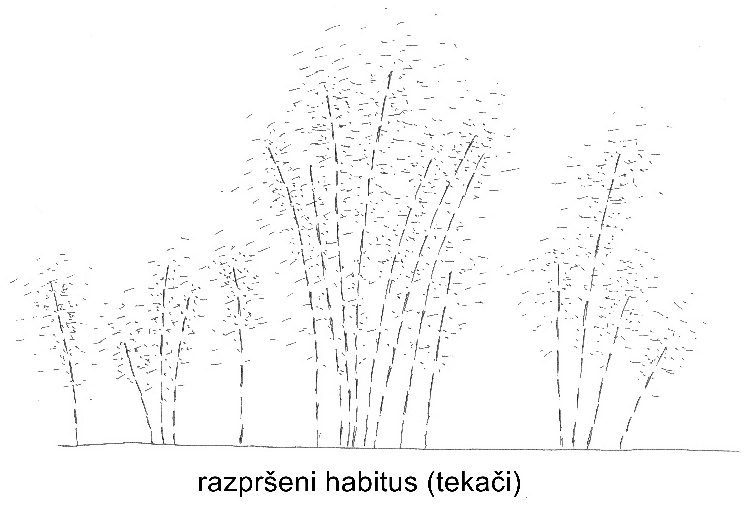 bambus razpršeni habitus