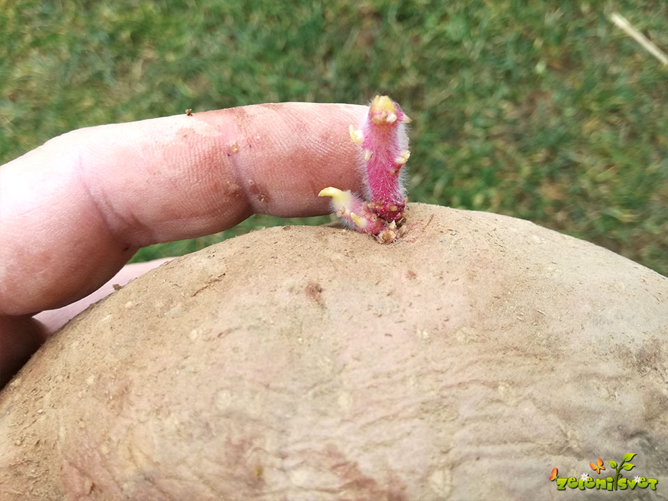 sajenje krompirja kalčki