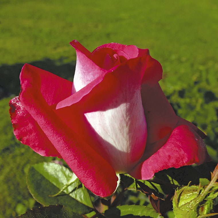 Velecvetna vrtnica Acapella