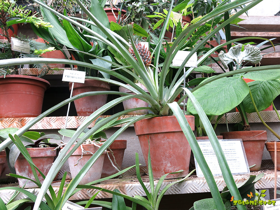 ananas rastlina