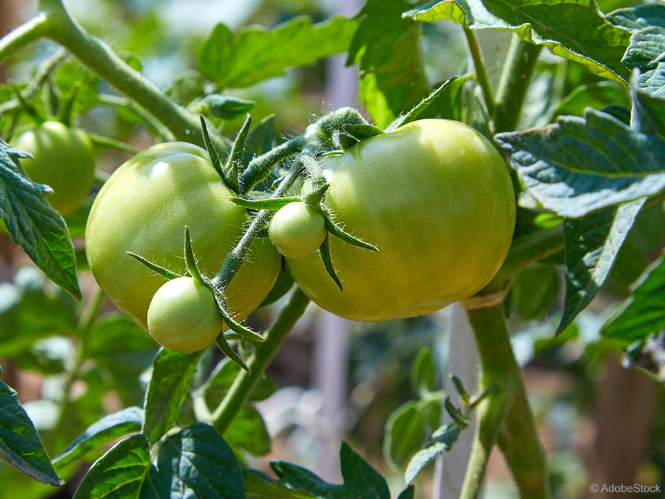 Ekološka krepitev paradižnika in ostalih rastlin za obilen pridelek