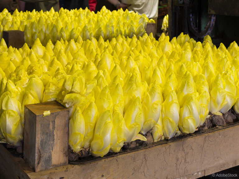 Siljen radič in postopek za najboljšo domačo solato v zimskem času ...