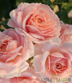 mnogocvetna vrtnica Cremosa
