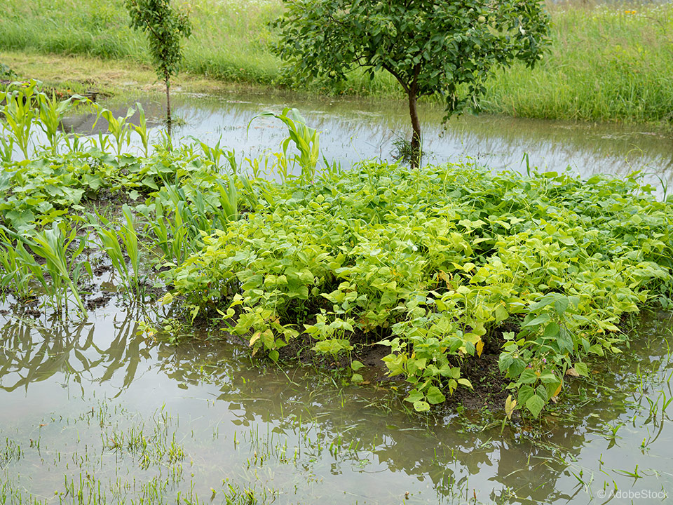 Poplava in vsi nujni ukrepi na domačem zelenjavnem vrtu