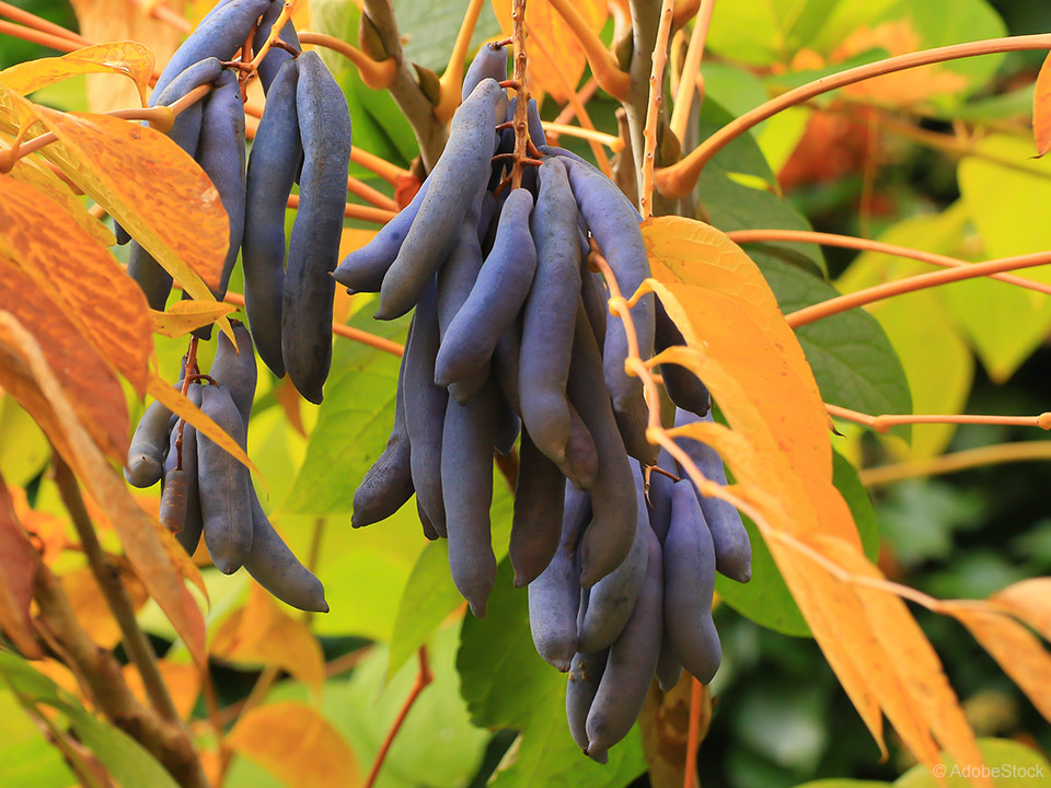 Modri fižol ali mrtvi prst je užitna in preprosta rastlina za vsak vrt, ki ima okus po lubenici