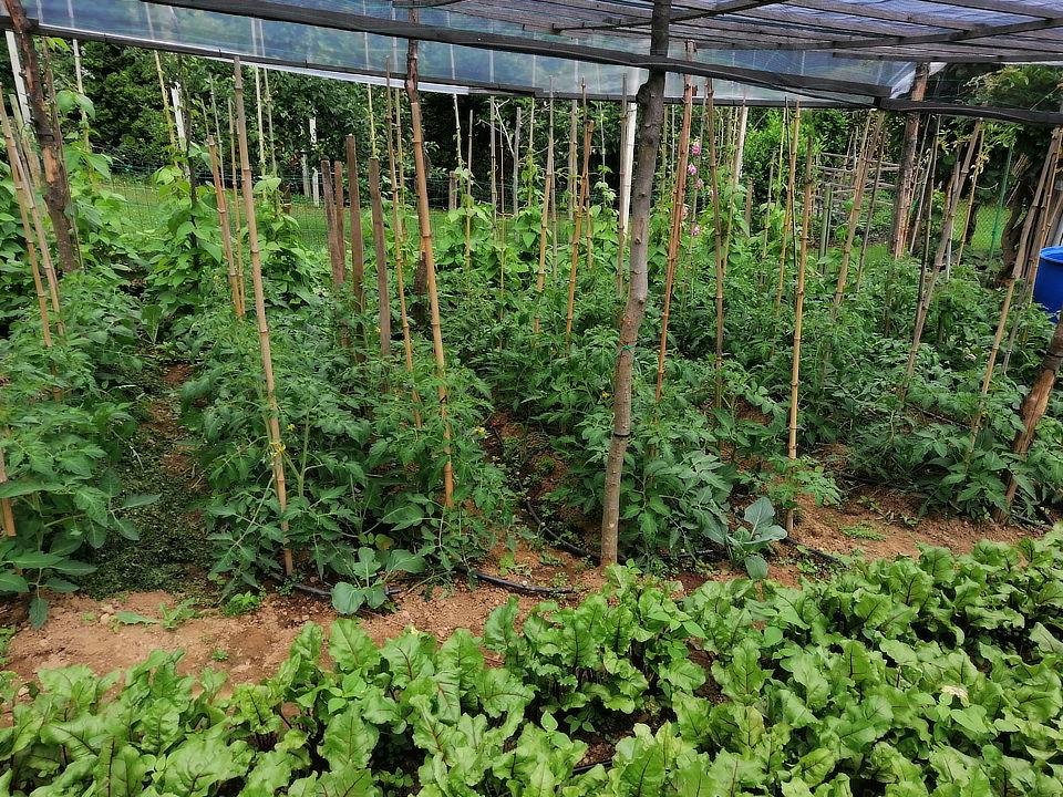 Samooskrbni vrt pod Pohorjem in recept za obilen pridelek